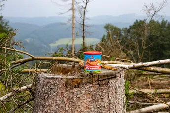 Beginn des Aufforstungs-Projekt am Jäckelchen im Attendorner Repetal im Juli 2021